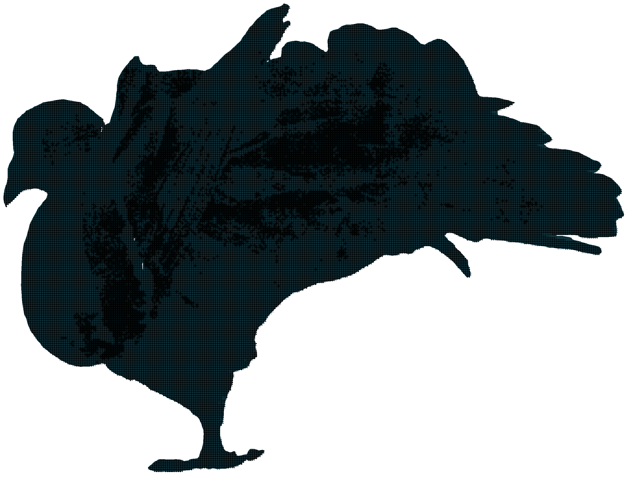 Duograph pigeon, blue background. Stretching wide to the left.